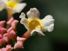 水菓子みたいな