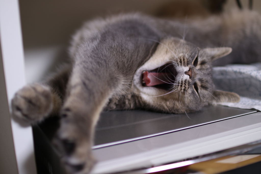 眠いのです！