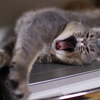 眠いのです！