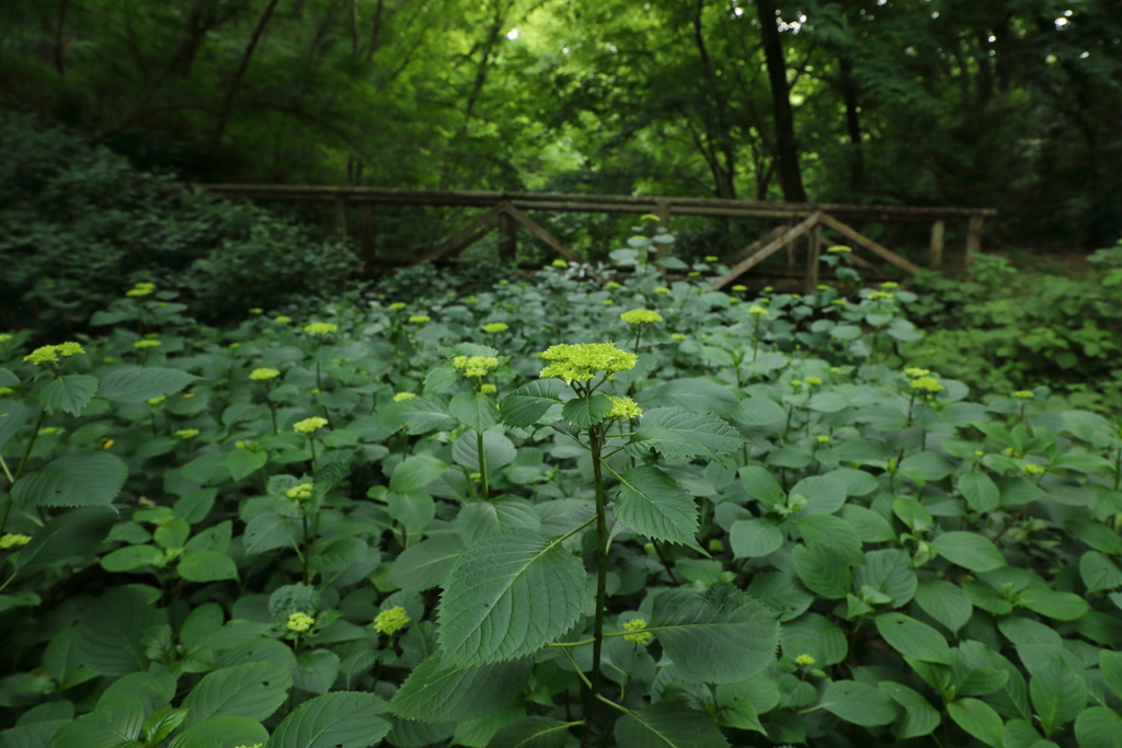 紫陽花