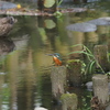 今日のカワセミ君