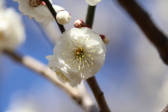 梅の花その3