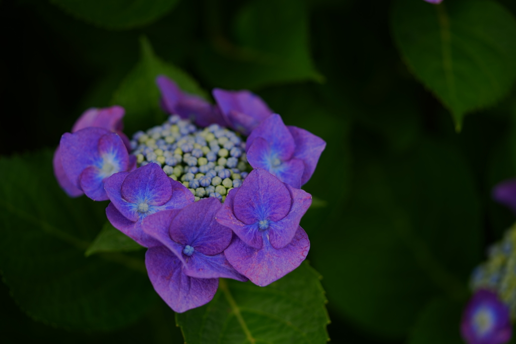 紫陽花