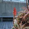 この花は？