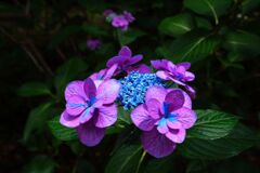 紫陽花