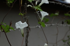 潔白