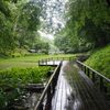 雨の遊歩道