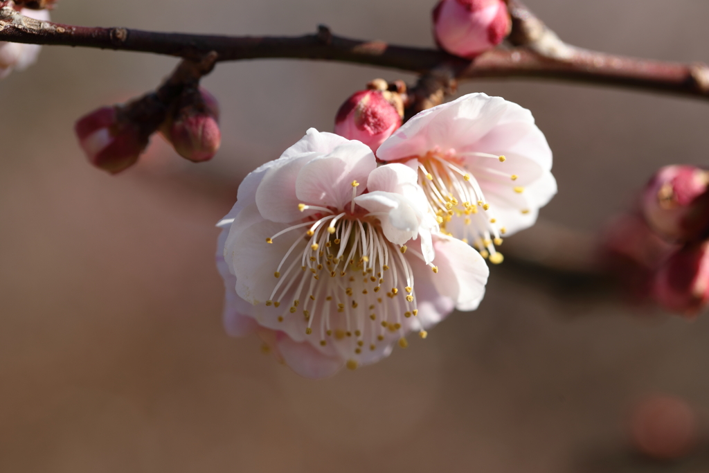 梅の花その1