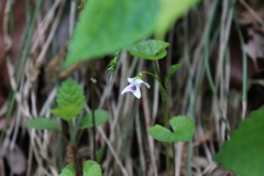 小さな花