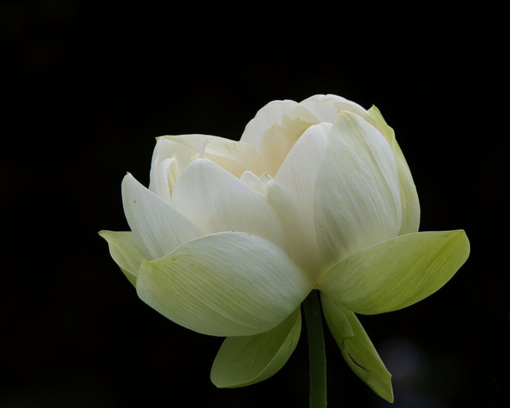 8月15日