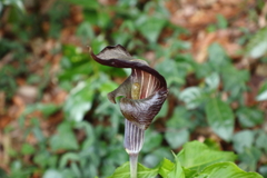 マムシグサの花