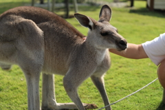近所のおじさん