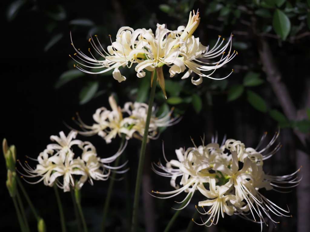夜の曼殊沙華