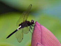 コシアキトンボと蓮の花のつぼみ