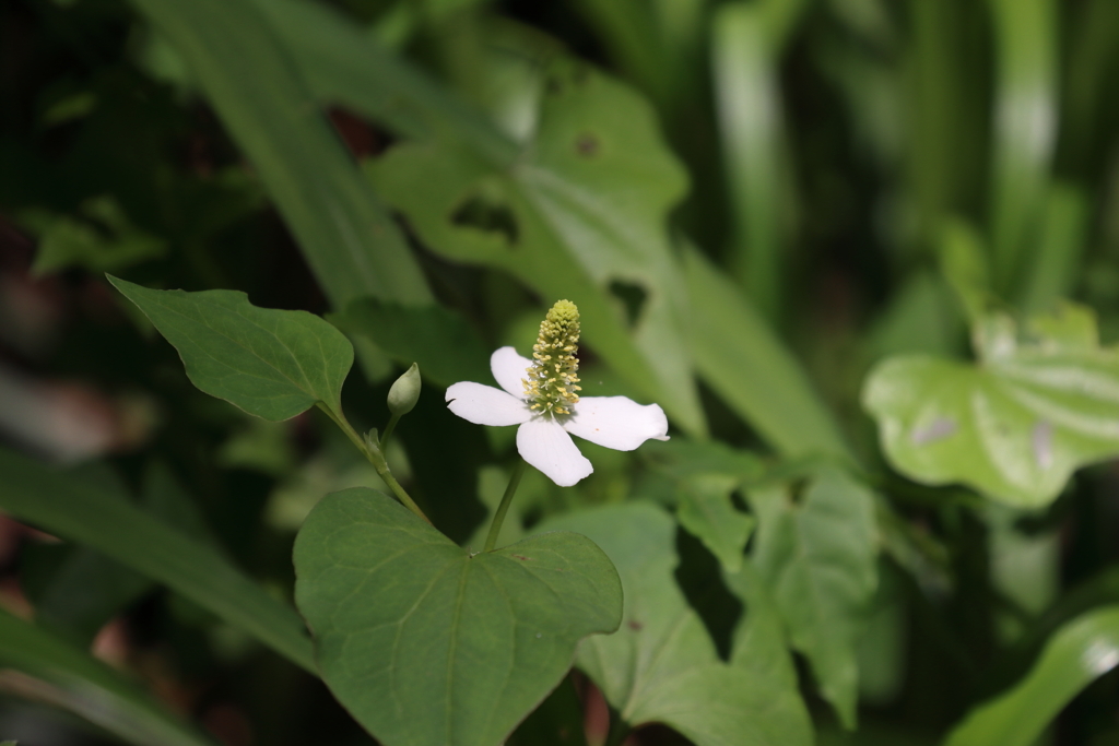 ドクダミの花