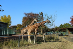 イチョウ(・ω・)ノ