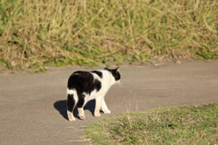 のしのし！