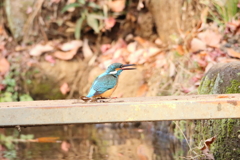 何か食べていました＾＾