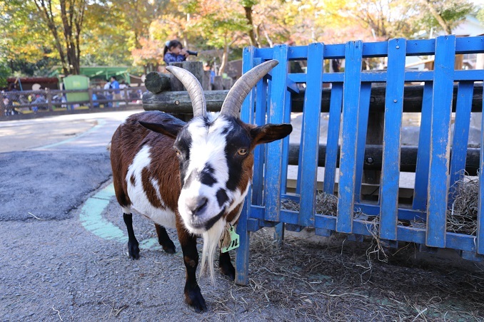 何でしょうか？