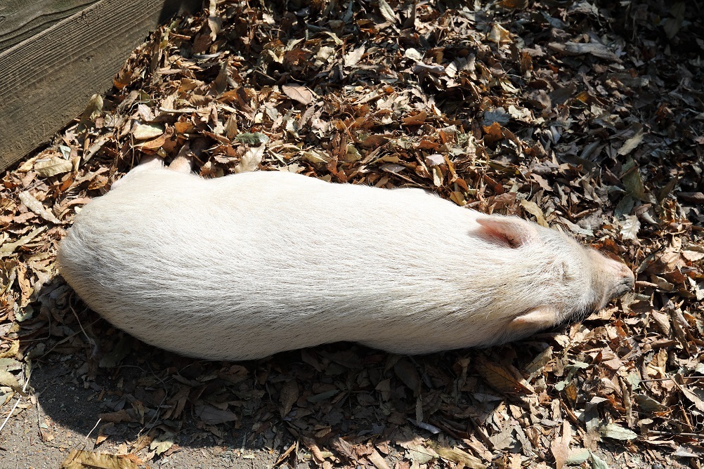 落とし物？(￣▽￣;)