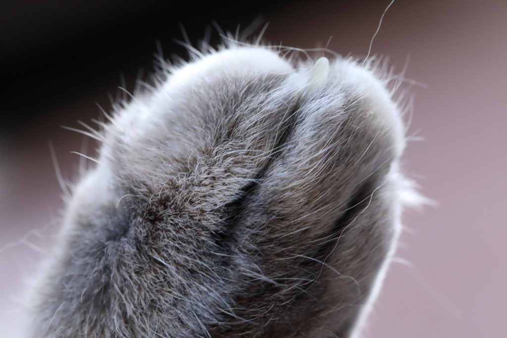 猫の足？