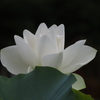 白い蓮の花