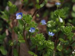 名を知らぬ花Ⅱ