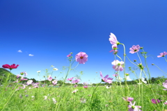 秋桜と青空