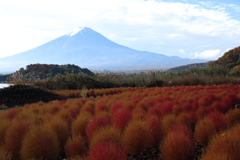 富士山とコキア