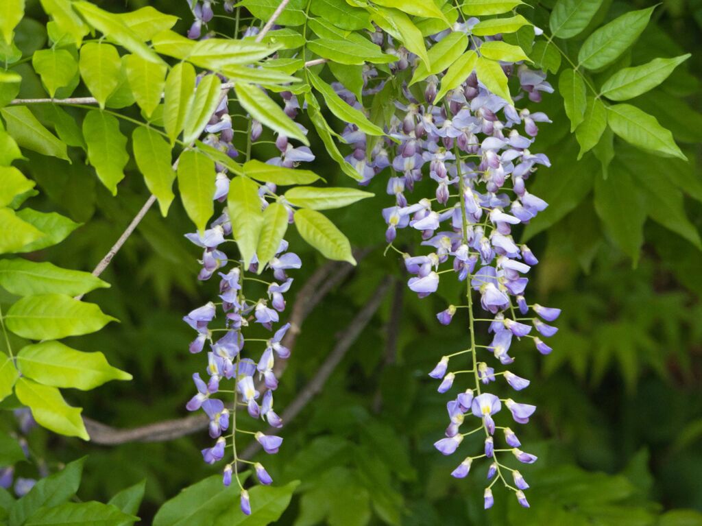 ふじの花