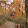 紅葉路
