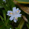シャガの花