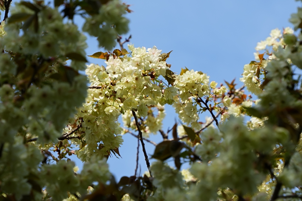 黄桜その弐