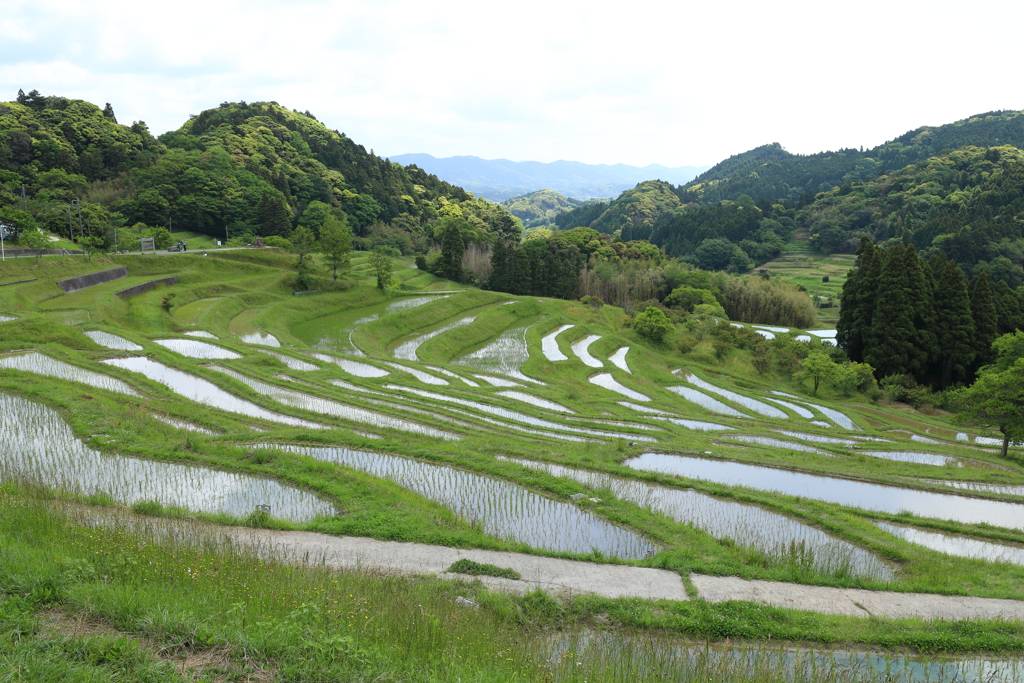 千枚田