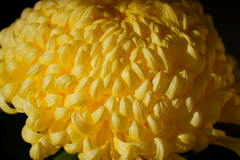 黄色い菊