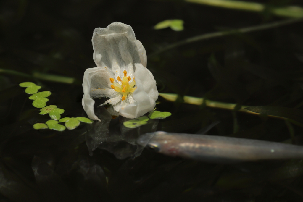 メダカとカモンバの花