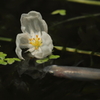 メダカとカモンバの花