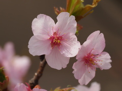 河津さくら