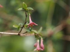 名を知らぬ花