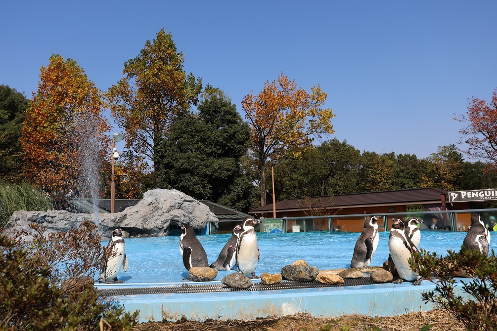 紅葉とペンギン！