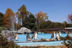 紅葉とペンギン！