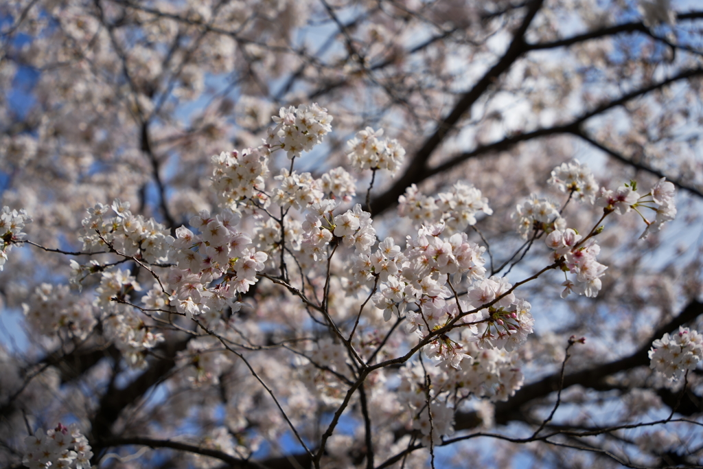 sakura其の壱