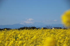 菜の花と富士山