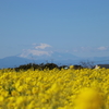 菜の花と富士山