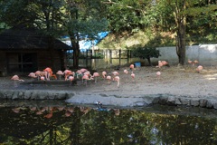 フラミンゴ・・・