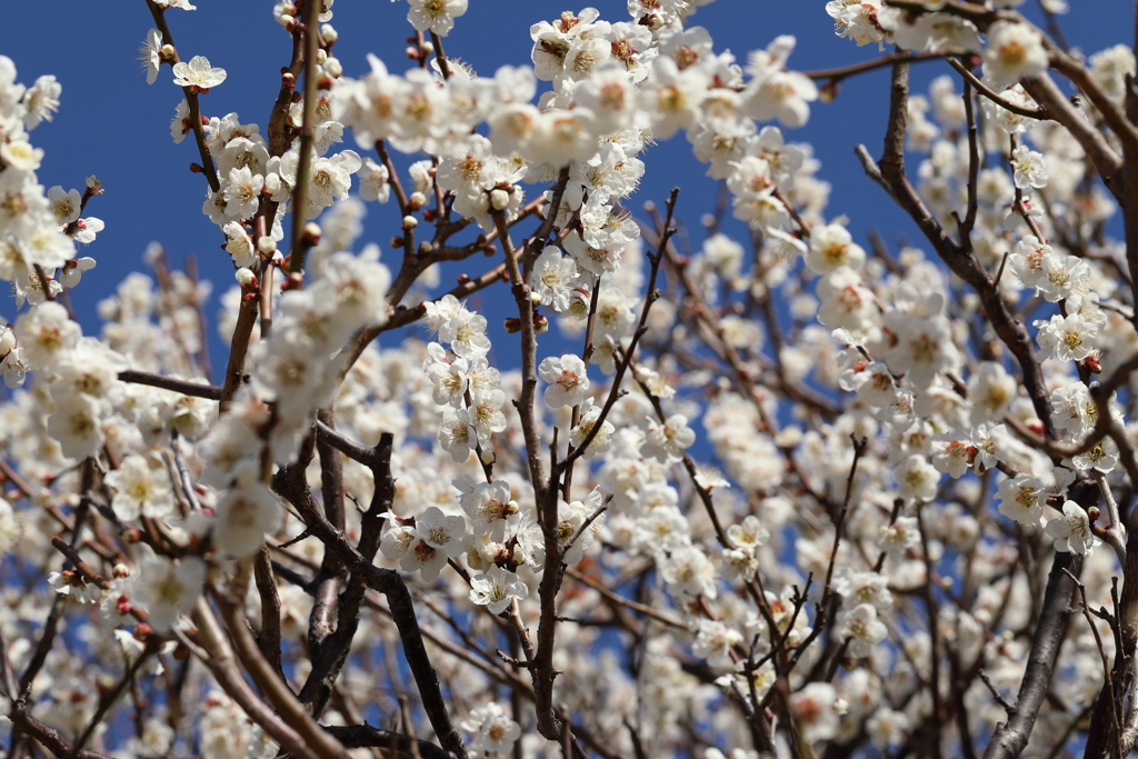 梅梅梅の花その2