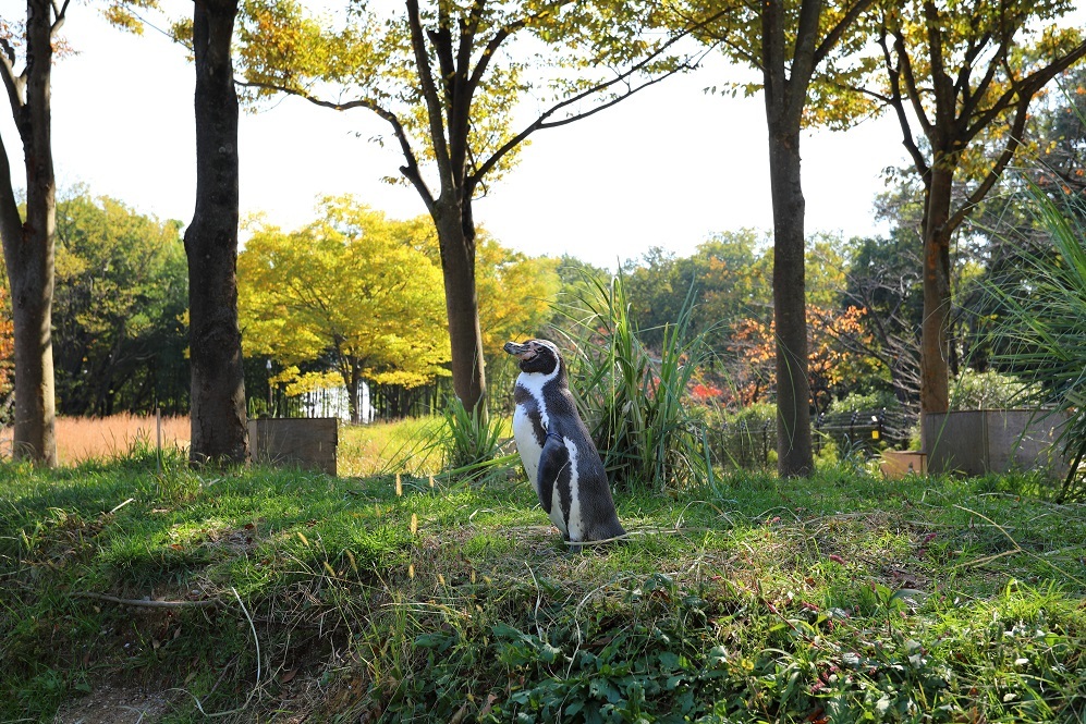 やっと紅葉！