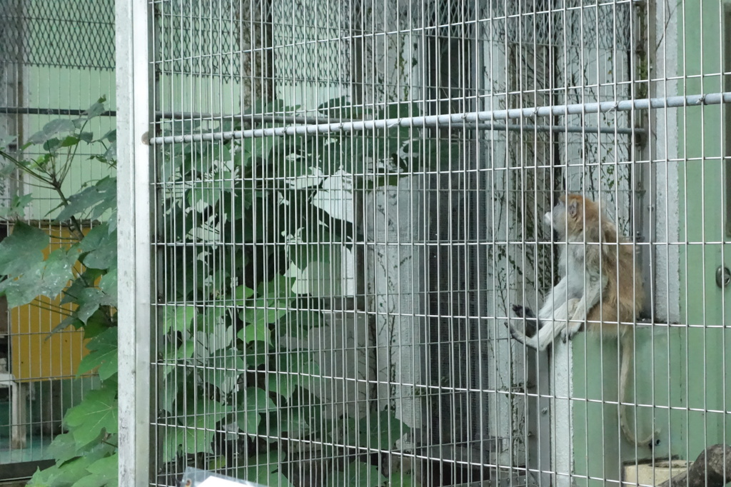 サルだって考える。