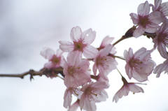 桜？