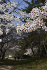 桜